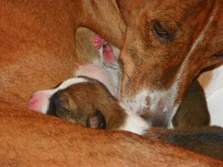 Jumoke Southhouse Brazil SC